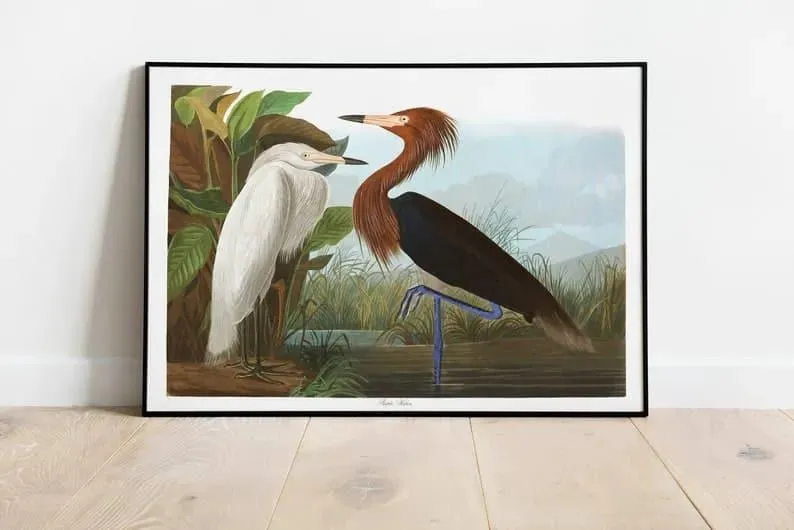 Vintage Bird Art Prints| Bird Poster