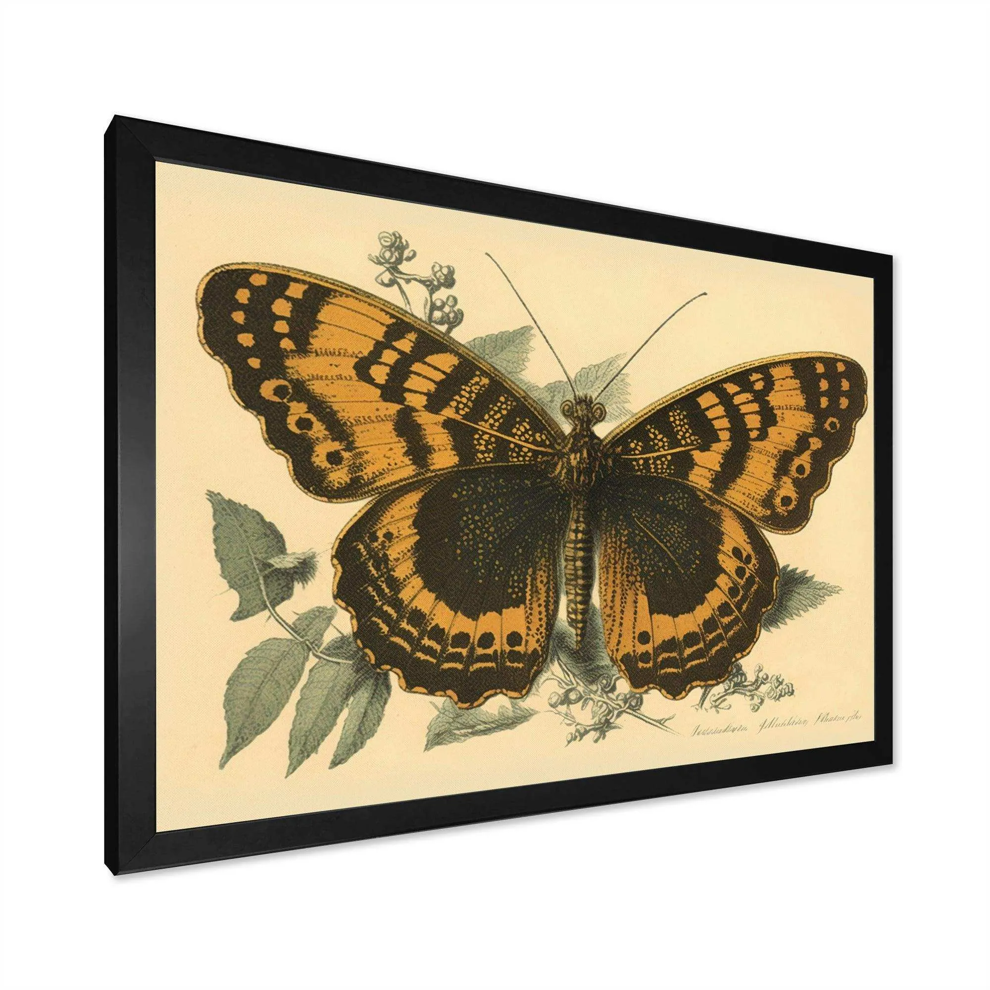 Vintage Illustration Of Butterfly I