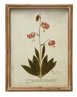 Wood Framed Glass Wall Décor w/ Botanical, Multi Color