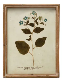 Wood Framed Glass Wall Décor w/ Botanical, Multi Color